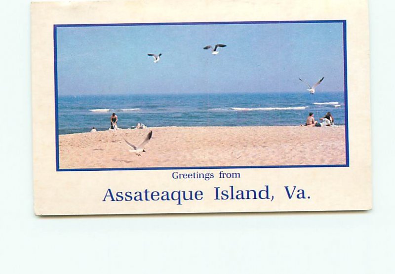 Greetings Assateaque Island Virginia Seashore Beach