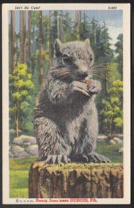 Isn't He Cute Squirrel Dubois PA Post Card 5113