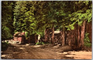 Big Sur California CA, Cabins, Lodge, Pfeiffer Redwoods State Park, Postcard