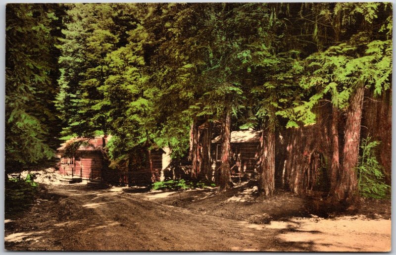 Big Sur California CA, Cabins, Lodge, Pfeiffer Redwoods State Park, Postcard