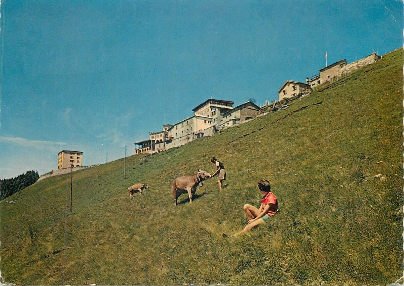 Switzerland Alberghi Monte Generoso Vetta cow grass fed by kid Postcard