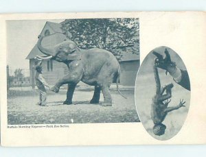 Pre-1907 ZOO SCENE Buffalo New York NY AG2053