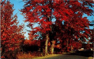 New York Scenic Autumn Landscape Colorful Trees Roadside Chrome Postcard 