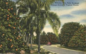 Motoring Through Tropical Florida Orange Grove - pm 1956 - Linen