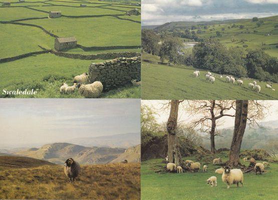 Swaledale Rye Yorkshire Dales Loaf Hill Sheep Painting & RPC 4x Postcard s