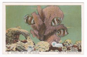 Butterfly Fish New York City Aquarium 1920c postcard