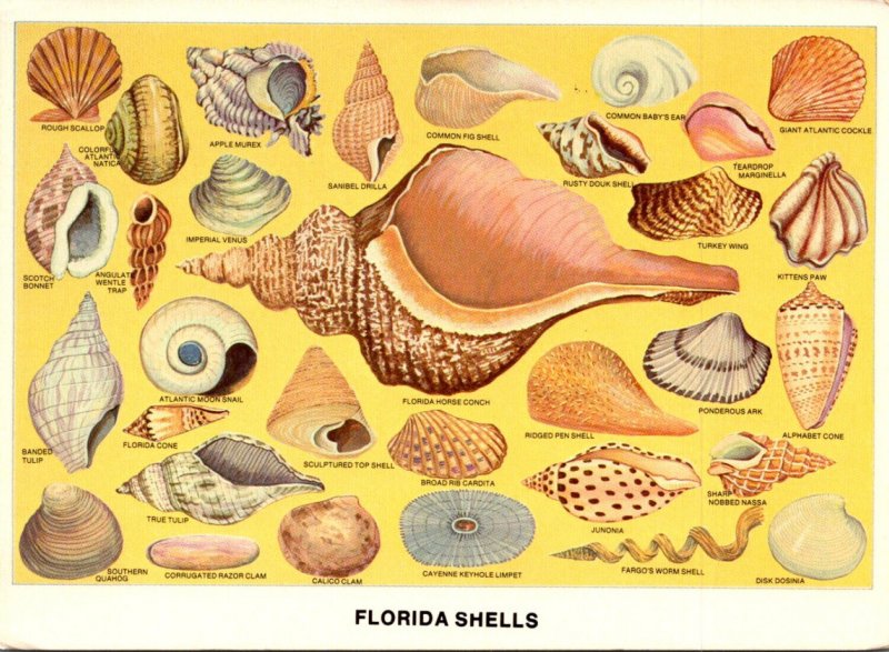 Florida Shells Colorful Shell Collection From Tropical Florida