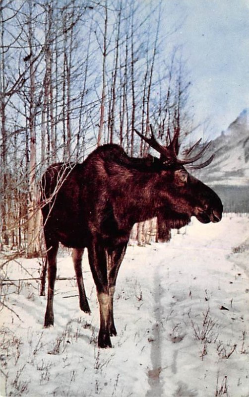 Great Bull Moose Alaska, USA Moose / Elk 1966 