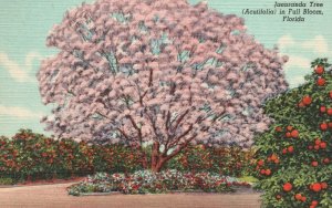 Vintage Postcard Jacaranda Tree Acutifolia In Full Bloom Tropical Flower Florida