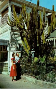 Florida Key West Giant Cactus On Duval Street