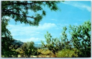 Postcard - Smoke Trees In A Desert Wash - Arizona