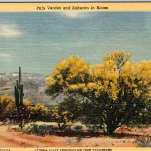 c1940s AZ Arizona Palo Verde Sahauro Cactus Bloom Tree Linen PC Campbell A293