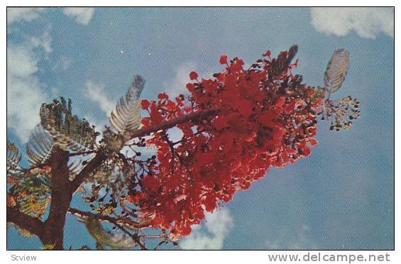 Flame Tree , Guam, 40-60s