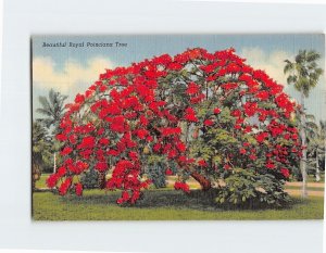 Postcard Beautiful Royal Poinciana Tree, Florida