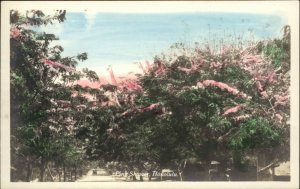 Honolulu HI Pink Shower Flowers in Bloom Tinted Real Photo Vintage Postcard