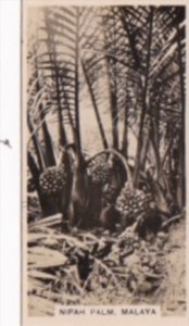 Carreras Vintage Cigarette Card Malayan Industries No 4 Nipah Palm