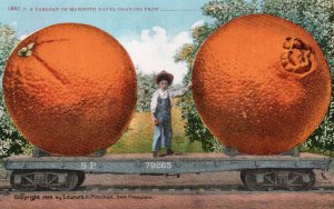 13067 Exaggeration: A Carload of Mammoth Navel Oranges 1909