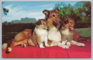 Animal~Border Collies & Puppies On Red Blanket~Vintage Postcard 