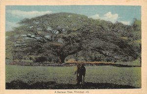 Samaan Tree Trinidad Postcard