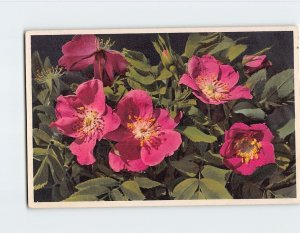 Postcard Rosa alpina