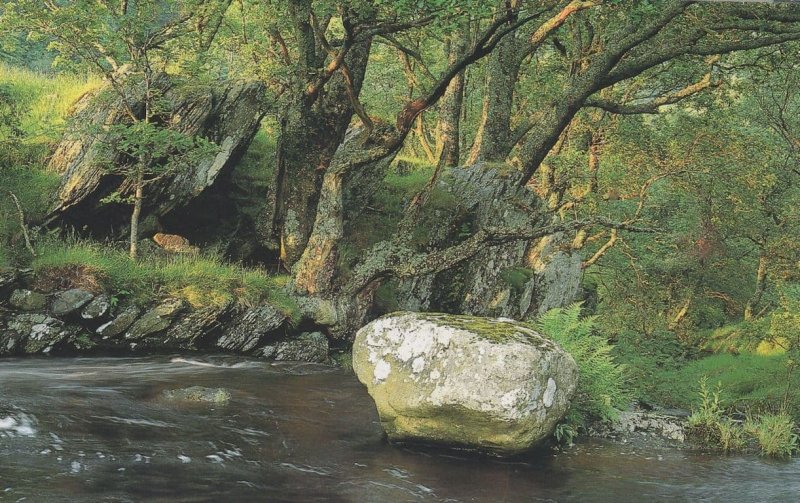 Welsh Ancient Woodlands Eunant Local Welsh Photographer Postcard