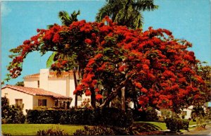 Florida Royal Poinciana Tree Or Flame Tree 1977