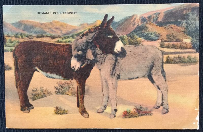 Unused Linen Postcard Romance Donkey/Burro LB