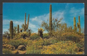 Arizona - Spring Comes To The Desert - [AZ-101]