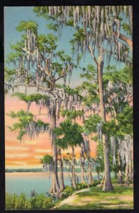 Cypress Trees covered with Moss in Dixieland LINEN