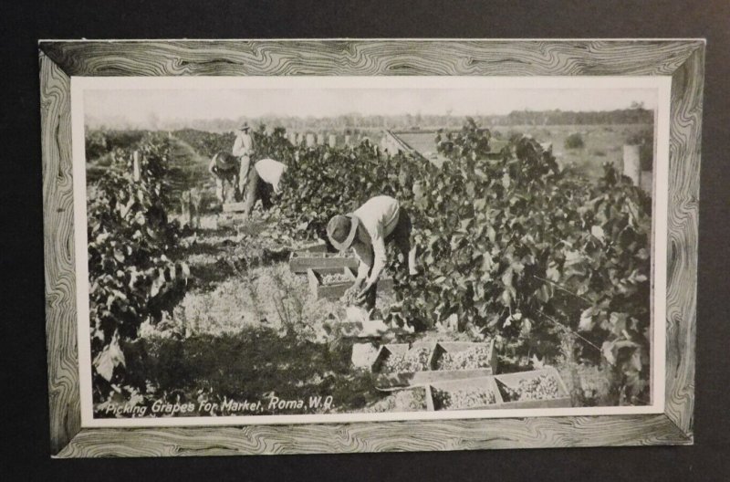 Mint Postcard Australia Queensland 1915 Grape Picking Roma WQ