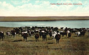 Vintage Postcard 1900's View of Cattle Ranch, Gull Lake Assiniboia Canada CAN