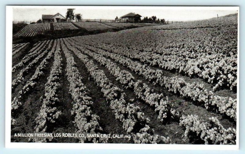 LOS ROBLES, CA ~ Million Freesias Santa Cruz County c1910-20s  Postcard