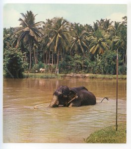 488790 1978 Speleo Diving Expedition Ceylon SRI LANKA Elephant Slovakia