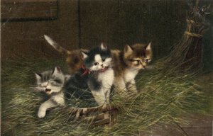 PC CATS, THREE CATS SLEEPING IN THE BARN, Vintage Postcard (b47204)