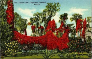 Flame Vine Bignonia Venusta Florida FL Linen Postcard VTG Curteich UNP Unused 