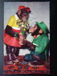 Chimpanzee FLOWERS & PROPOSAL Themed CHIMP Dressed as Human c1960's RP Postcard