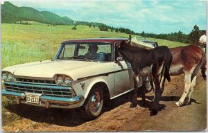 Rambler Rebel driver with Donkey in car in Black Hills, South Dakota Posted 1965