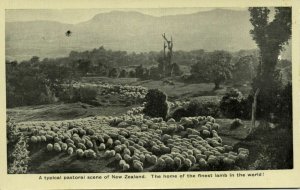 new zealand, Pastoral Scene Sheep, Home of the Finest Lamb of the World (1930s)