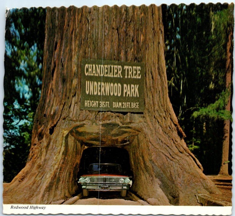 Chandelier DriveThru Tree, Underwood Park, Redwood Highway