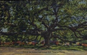 Largest and Oldest Oak Trees in Florida - Misc