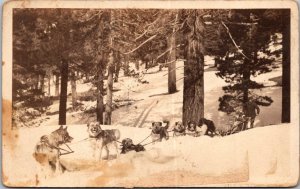 Real Photo Sled Dogs In Forest 1926