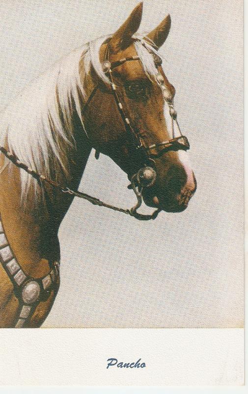 Pancho horse Nice American postcard 1949750s