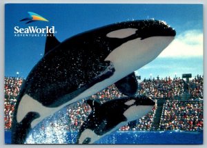 SeaWorld  Two Killer Whales  Jumping  Adventure Parks  Florida