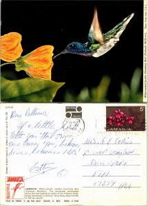 White necked Hummingbird (33091