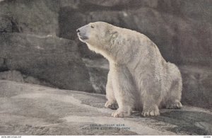 Polar Bear, New York Zoo , 00-10s