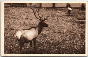 VINTAGE POSTCARD WAPITI (CANADIEAN ELK) AT QUEBEC ZOOLOGICAL GARDEN CANADA