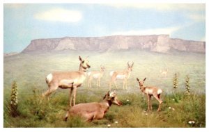 American ANtelope