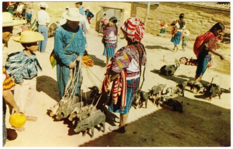 Guatemala Chichicastenango Market Vendors with Pigs 1950s Postcard