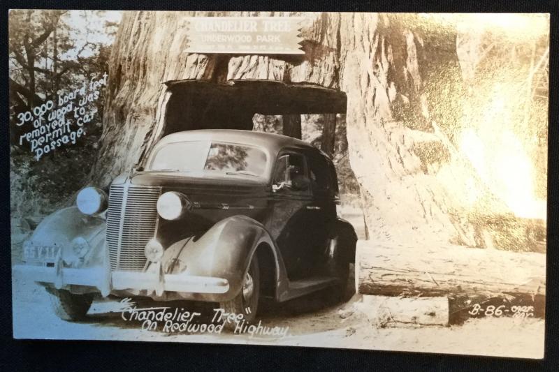 Unused Picture Postcard Redwood Forest California Antique Car LB