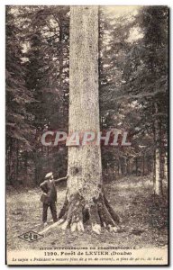 Old Postcard Forest Tree Lever Doubs The President fir
